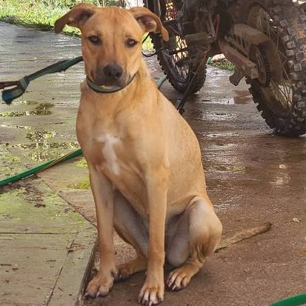 Canela