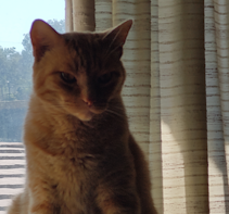 Milo