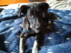Toby